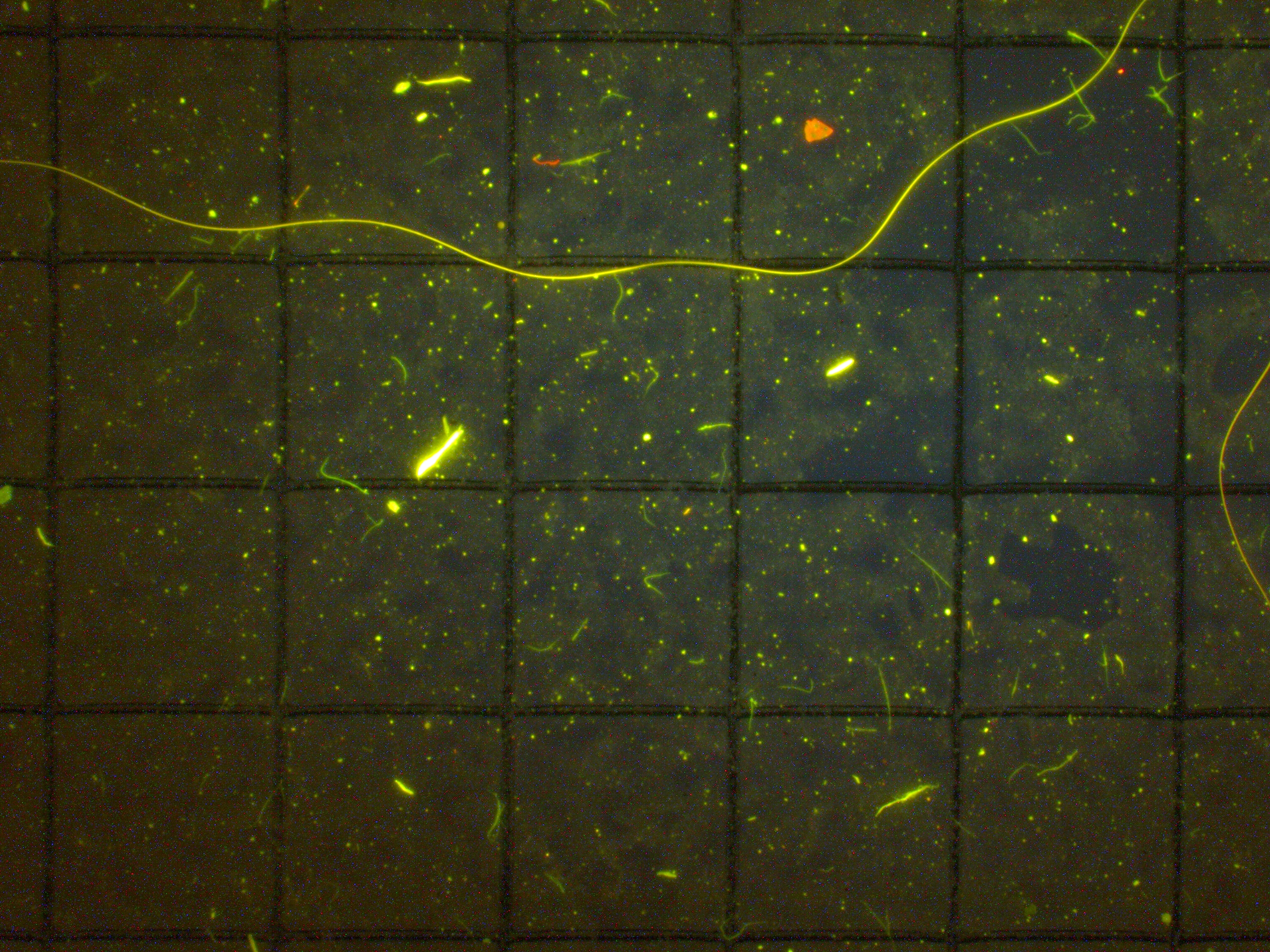 Fluorescing microplastics from beach sands